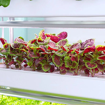 Vertical Hydroponics System